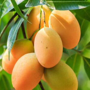 রাজশাহির আম